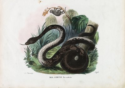 Boa Constrictor, 1863-79 by Raimundo Petraroja